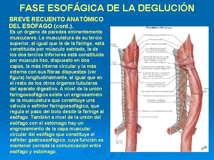 FASE ESOFÁGICA DE LA DEGLUCIÓN BREVE RECUENTO ANATÓMICO DEL ESÓFAGO (cont. ). Es un