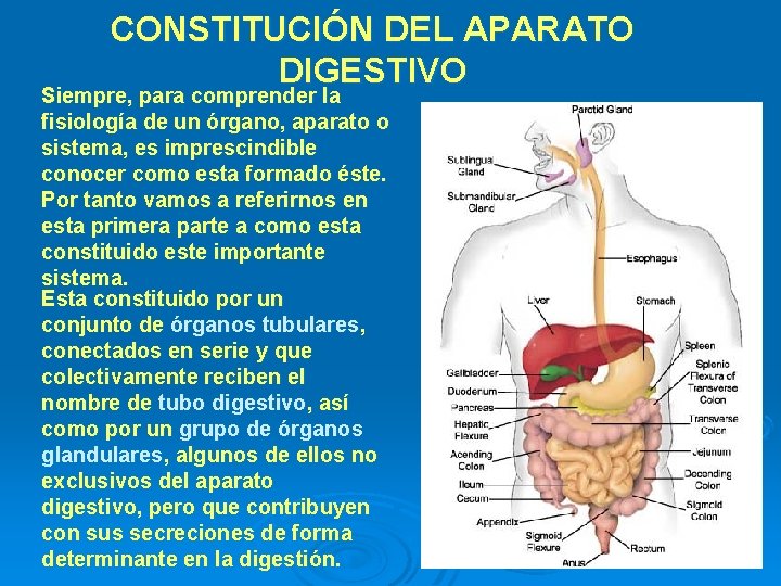 CONSTITUCIÓN DEL APARATO DIGESTIVO Siempre, para comprender la fisiología de un órgano, aparato o