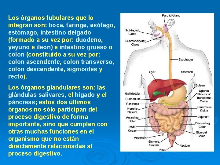 Los órganos tubulares que lo integran son: boca, faringe, esófago, estómago, intestino delgado (formado