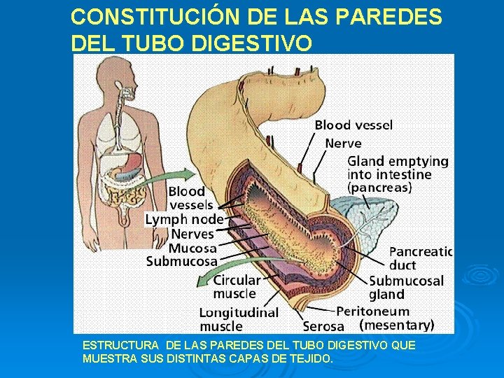 CONSTITUCIÓN DE LAS PAREDES DEL TUBO DIGESTIVO ESTRUCTURA DE LAS PAREDES DEL TUBO DIGESTIVO