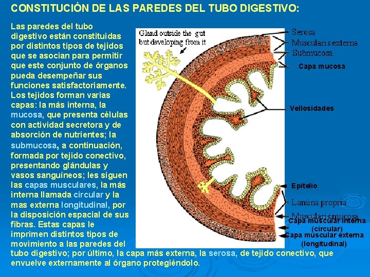 CONSTITUCIÓN DE LAS PAREDES DEL TUBO DIGESTIVO: Las paredes del tubo digestivo están constituidas