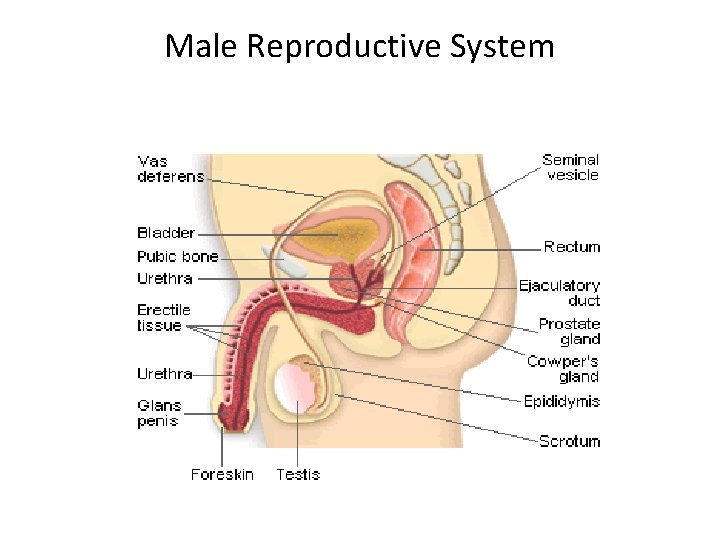 Male Reproductive System 