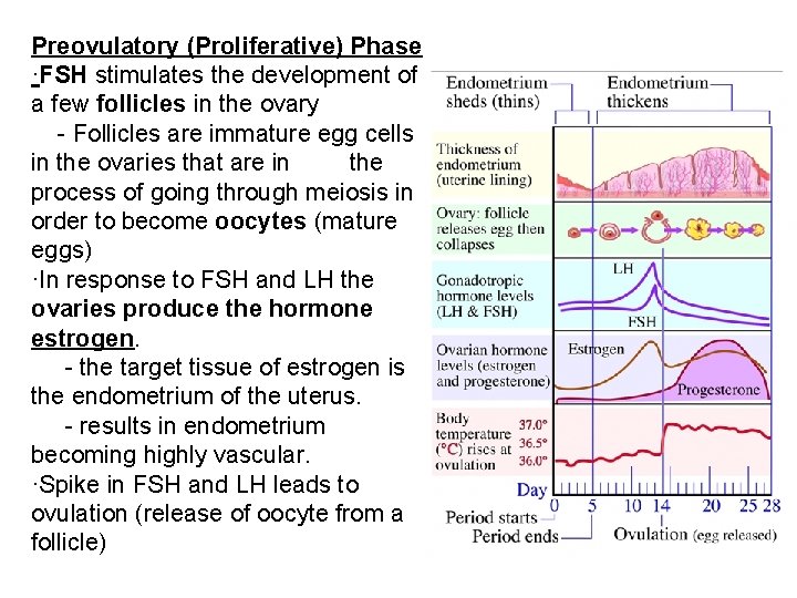 Preovulatory (Proliferative) Phase ·FSH stimulates the development of a few follicles in the ovary