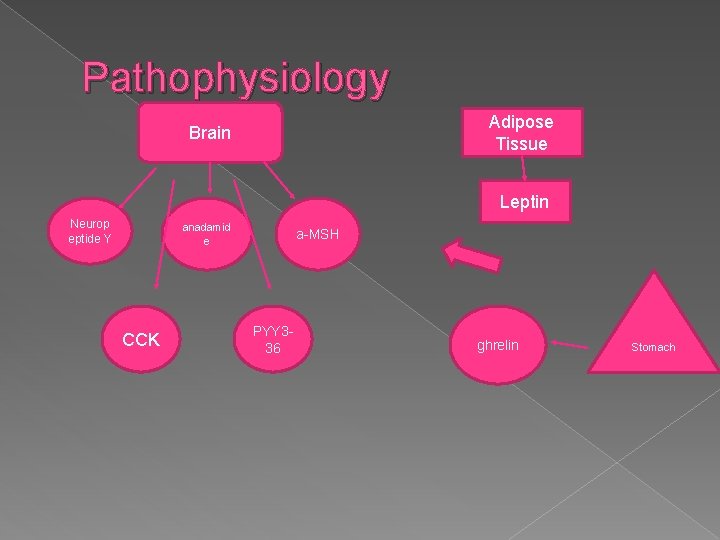 Pathophysiology Adipose Tissue Brain Leptin Neurop eptide Y anadamid e CCK a-MSH PYY 336