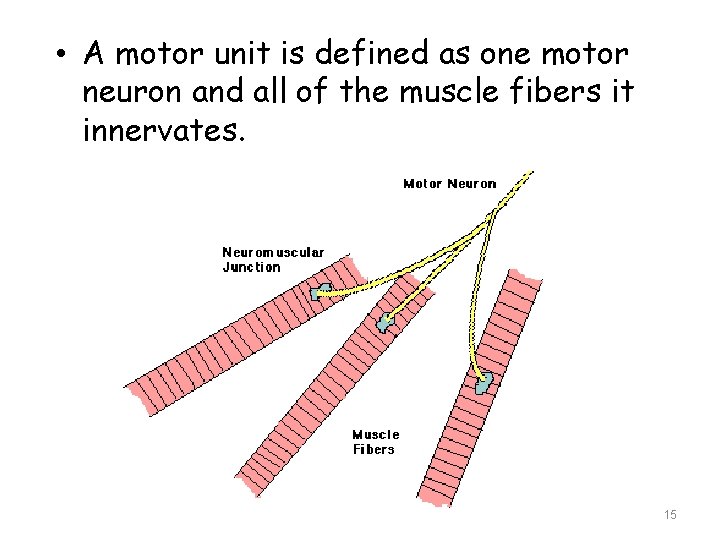  • A motor unit is defined as one motor neuron and all of