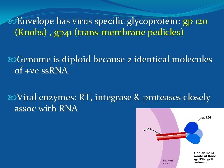  Envelope has virus specific glycoprotein: gp 120 (Knobs) , gp 41 (trans-membrane pedicles)