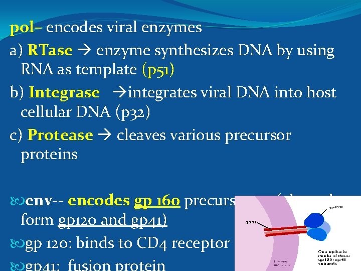 pol– encodes viral enzymes a) RTase enzyme synthesizes DNA by using RNA as template