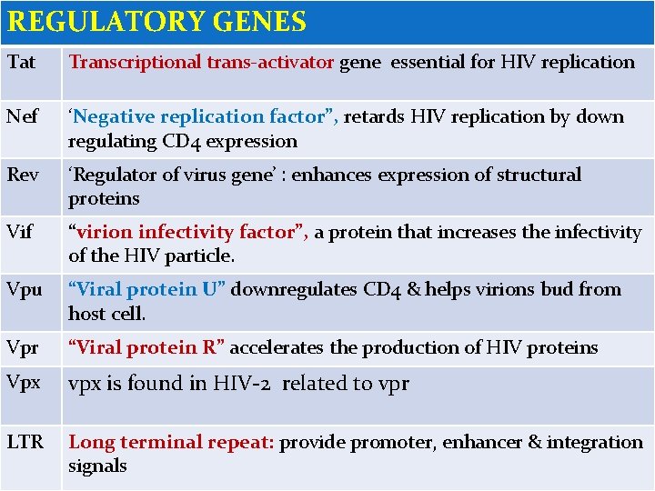 REGULATORY GENES Tat Transcriptional trans-activator gene essential for HIV replication Nef ‘Negative replication factor”,