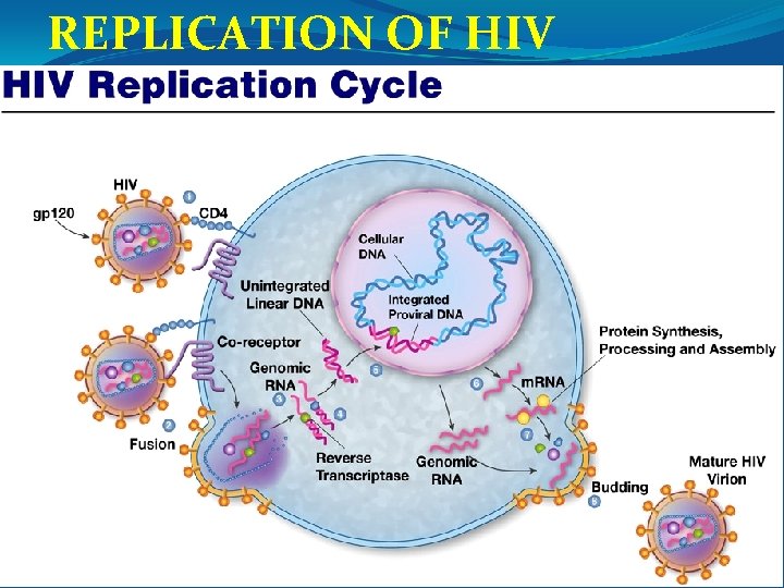 REPLICATION OF HIV 