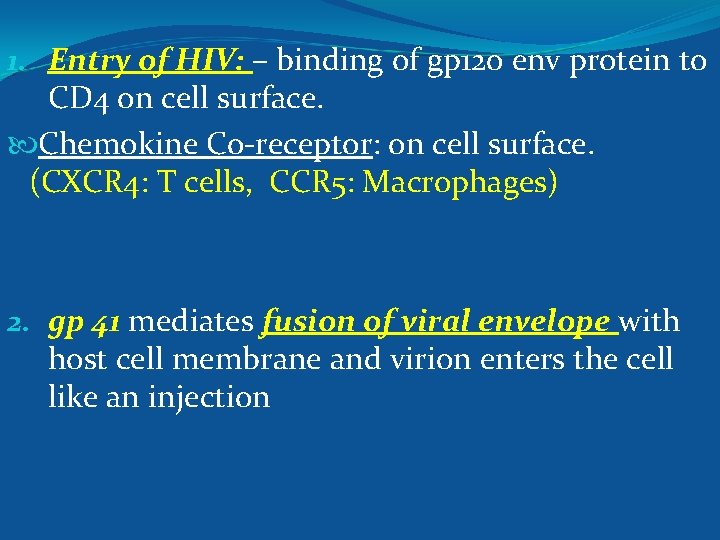 1. Entry of HIV: – binding of gp 120 env protein to CD 4