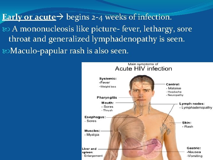 Early or acute begins 2 -4 weeks of infection. A mononucleosis like picture- fever,