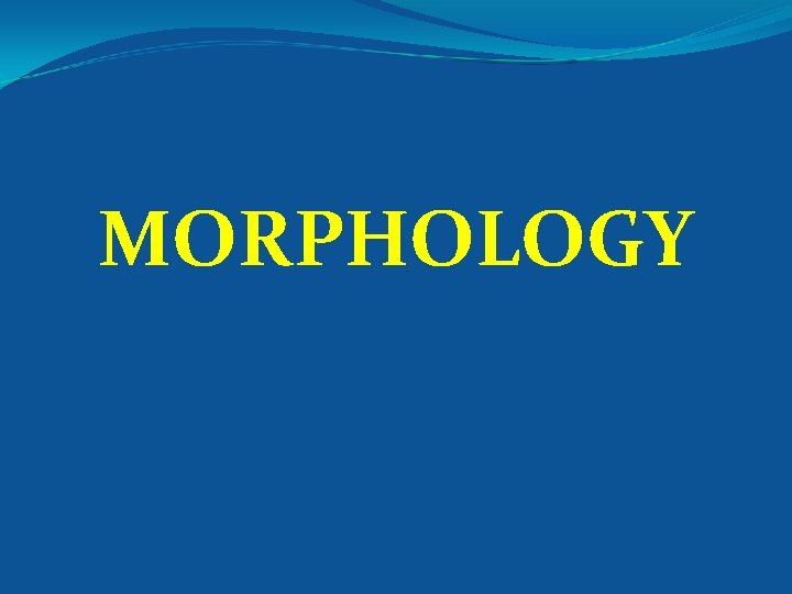 MORPHOLOGY 