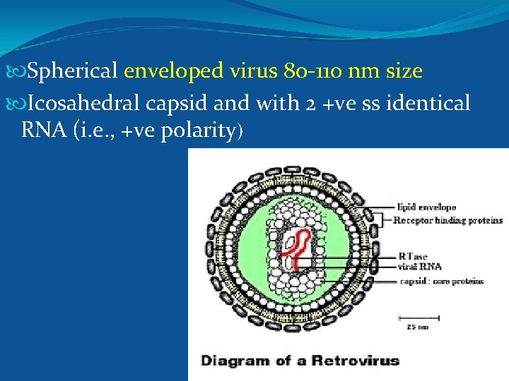  Spherical enveloped virus 80 -110 nm size Icosahedral capsid and with 2 +ve