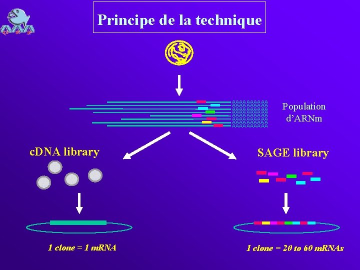 Principe de la technique AAAAAAAAAA AAAAAAAAAA c. DNA library 1 clone = 1 m.