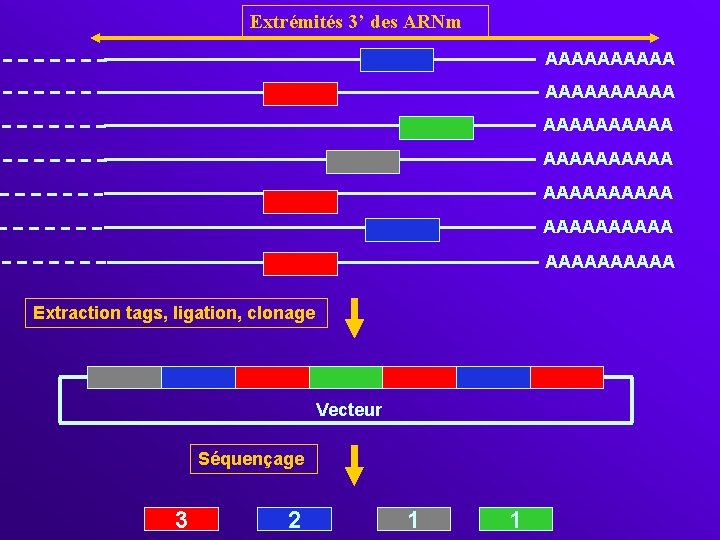 Extrémités 3’ des ARNm AAAAAAAAAA AAAAAAAAAA Extraction tags, ligation, clonage Vecteur Séquençage 3 2