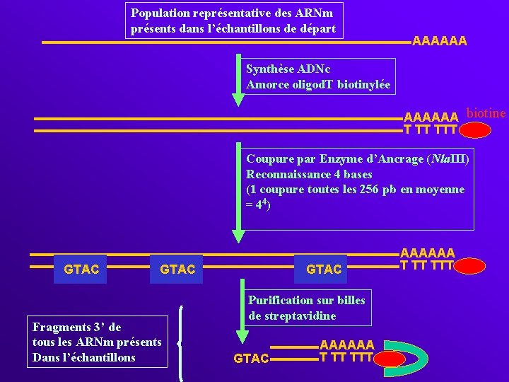 Population représentative des ARNm présents dans l’échantillons de départ AAAAAA Synthèse ADNc Amorce oligod.