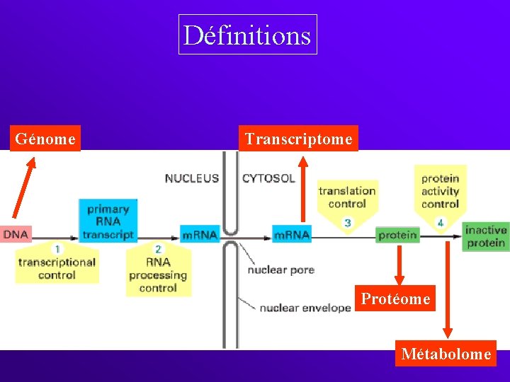 Définitions Génome Transcriptome Protéome Métabolome 
