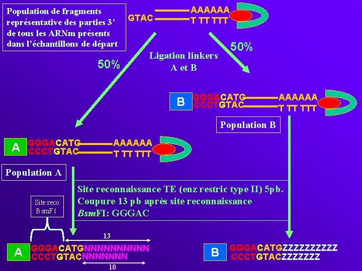 Population de fragments représentative des parties 3’ de tous les ARNm présents dans l’échantillons