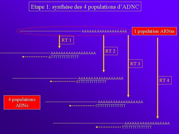 Etape 1: synthèse des 4 populations d’ADNC AAAAAAAAA 1 population ARNm RT 1 AAAAAAAAA