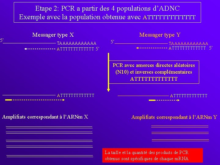 Etape 2: PCR a partir des 4 populations d’ADNC Exemple avec la population obtenue
