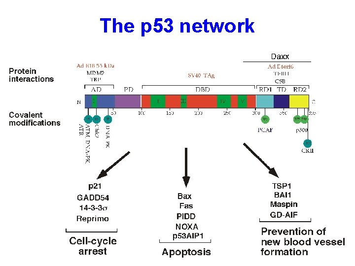 The p 53 network 