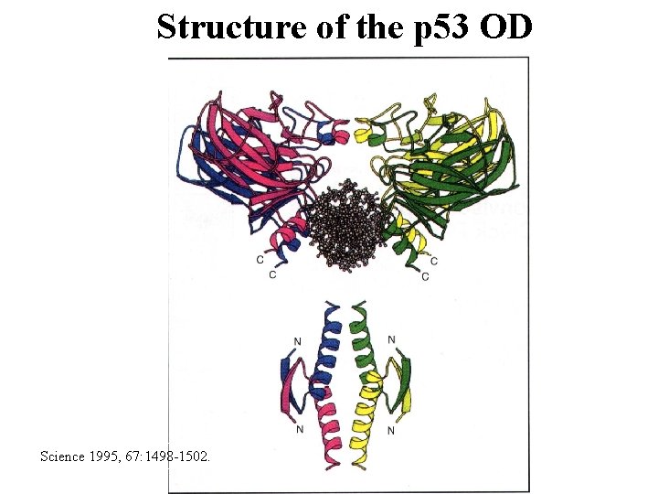 Structure of the p 53 OD Science 1995, 67: 1498 -1502. 