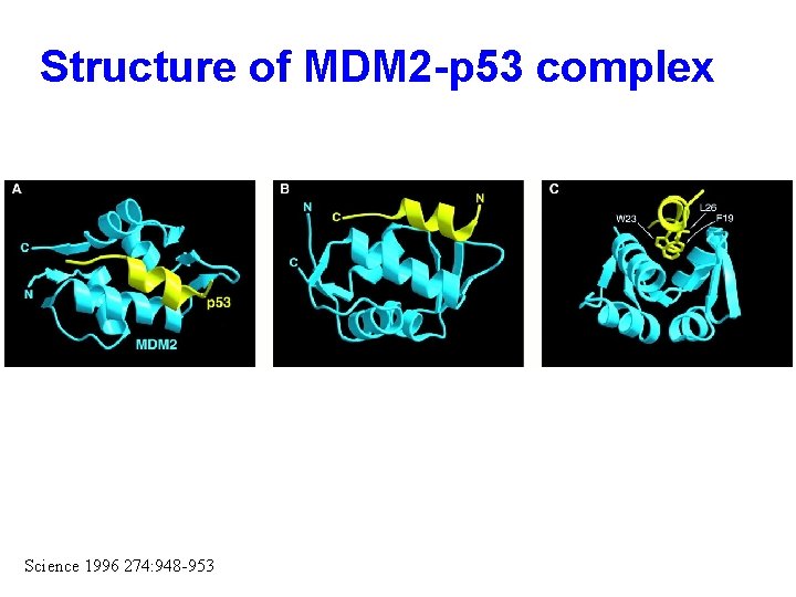 Structure of MDM 2 -p 53 complex Science 1996 274: 948 -953 