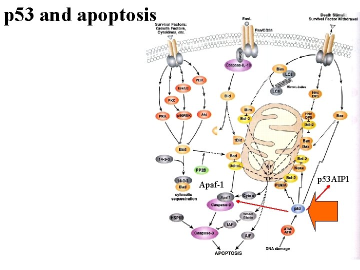 p 53 and apoptosis Apaf-1 p 53 AIP 1 