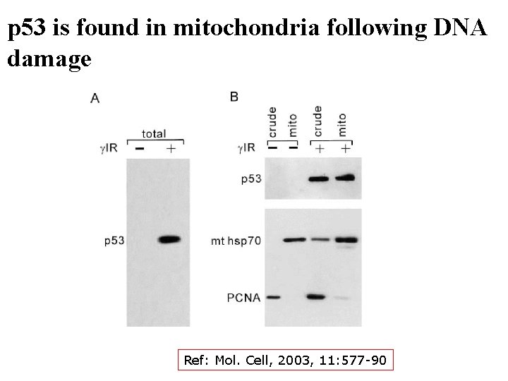 p 53 is found in mitochondria following DNA damage Ref: Mol. Cell, 2003, 11: