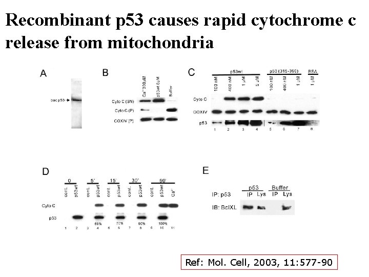 Recombinant p 53 causes rapid cytochrome c release from mitochondria Ref: Mol. Cell, 2003,