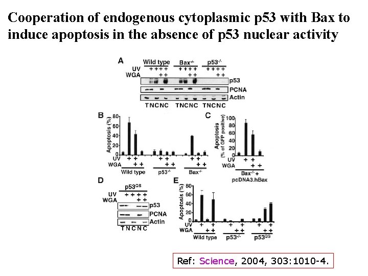 Cooperation of endogenous cytoplasmic p 53 with Bax to induce apoptosis in the absence