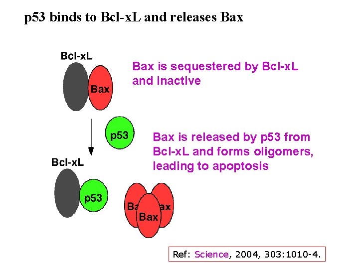 p 53 binds to Bcl-x. L and releases Bax is sequestered by Bcl-x. L