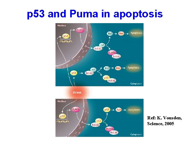 p 53 and Puma in apoptosis Ref: K. Vousden, Science, 2005 