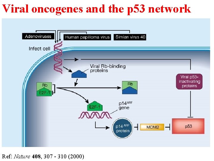 Viral oncogenes and the p 53 network Ref: Nature 408, 307 - 310 (2000)