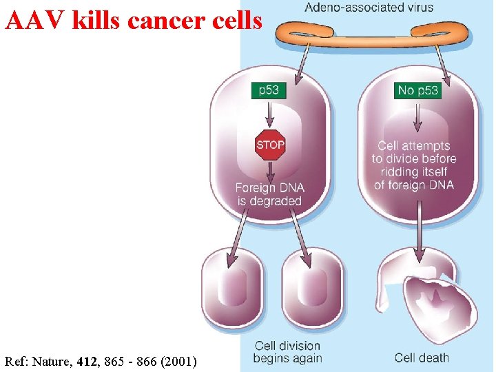 AAV kills cancer cells Ref: Nature, 412, 865 - 866 (2001) 