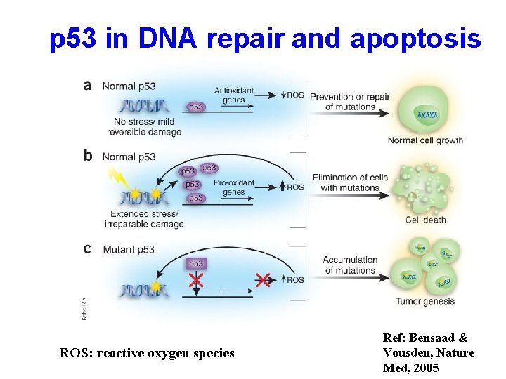 p 53 in DNA repair and apoptosis ROS: reactive oxygen species Ref: Bensaad &