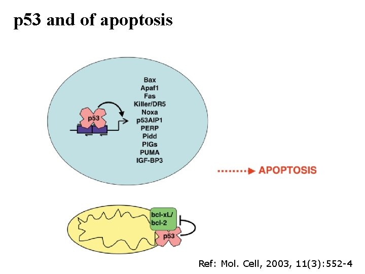 p 53 and of apoptosis Ref: Mol. Cell, 2003, 11(3): 552 -4 