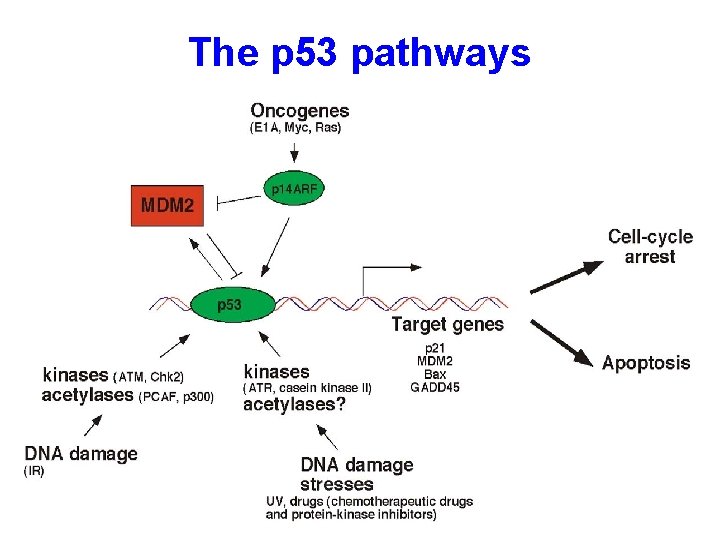 The p 53 pathways 