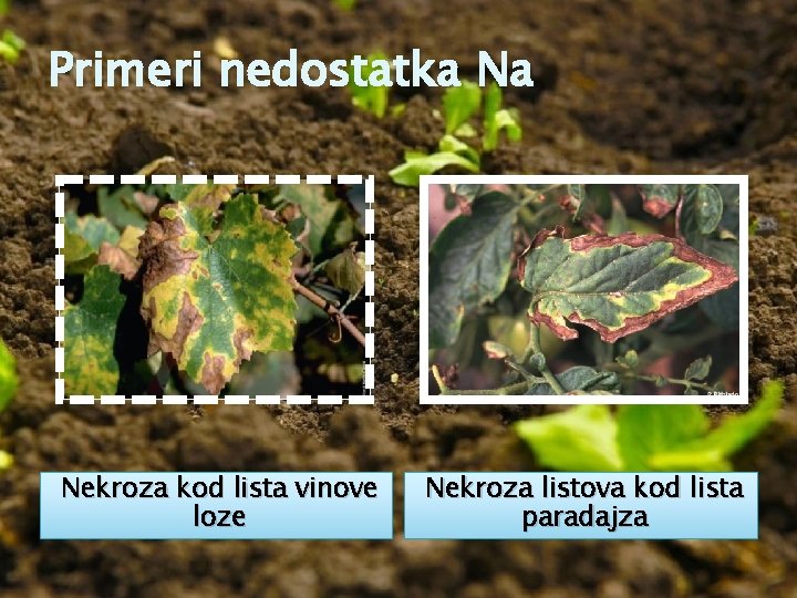 Primeri nedostatka Na Nekroza kod lista vinove loze Nekroza listova kod lista paradajza 