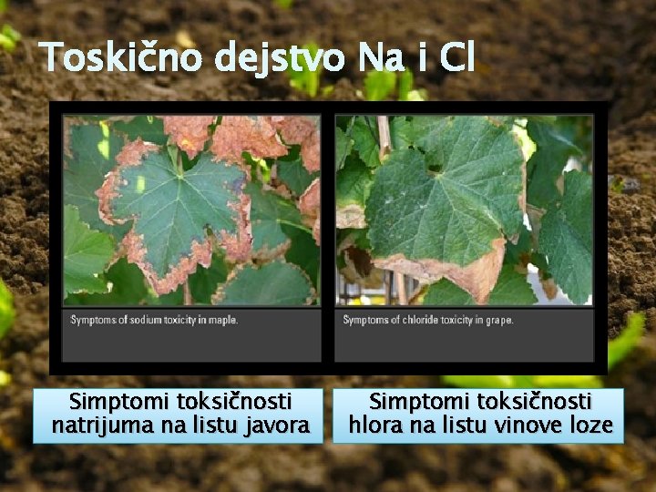 Toskično dejstvo Na i Cl Simptomi toksičnosti natrijuma na listu javora Simptomi toksičnosti hlora