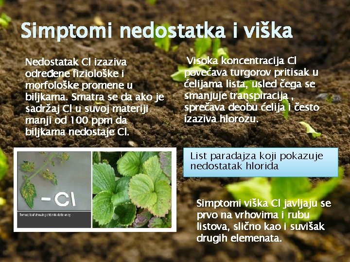 Simptomi nedostatka i viška Nedostatak Cl izaziva određene fiziološke i morfološke promene u biljkama.