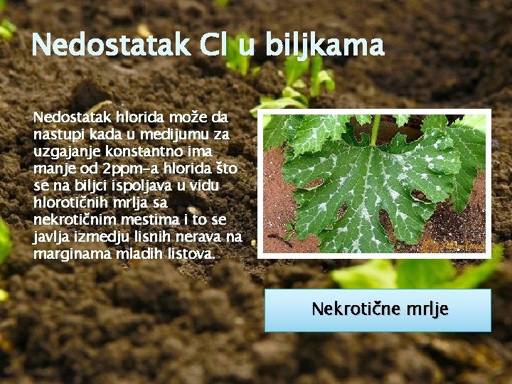 Nedostatak Cl u biljkama Nedostatak hlorida može da nastupi kada u medijumu za uzgajanje