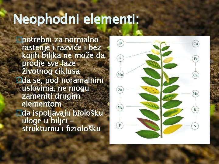 Neophodni elementi: �potrebni za normalno rastenje i razviće i bez kojih biljka ne može