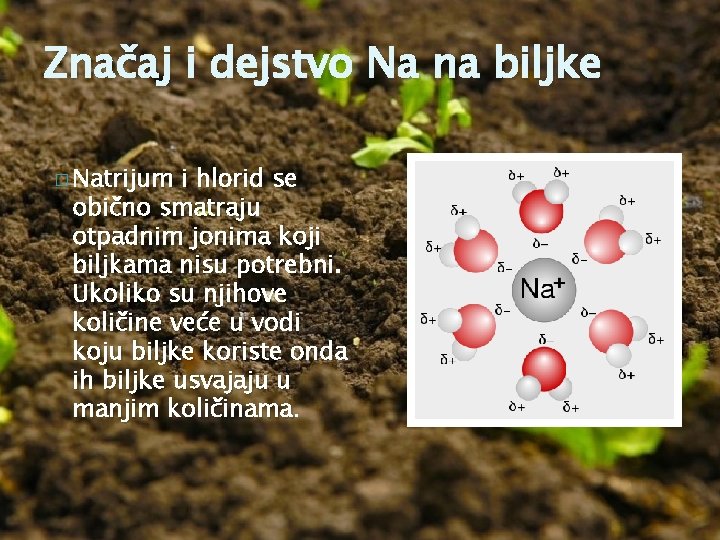 Značaj i dejstvo Na na biljke � Natrijum i hlorid se obično smatraju otpadnim
