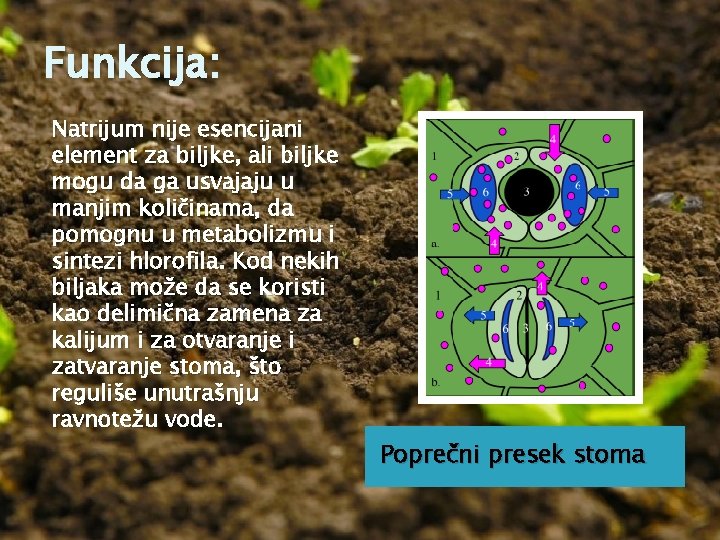 Funkcija: Natrijum nije esencijani element za biljke, ali biljke mogu da ga usvajaju u