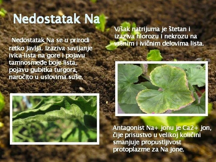 Nedostatak Na se u prirodi retko javlja. Izaziva savijanje ivica lista na gore i