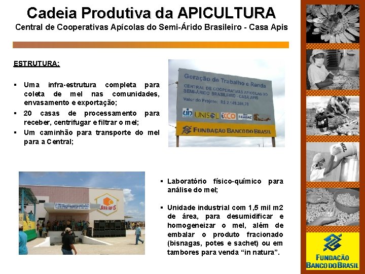 Cadeia Produtiva da APICULTURA Central de Cooperativas Apícolas do Semi-Árido Brasileiro - Casa Apis