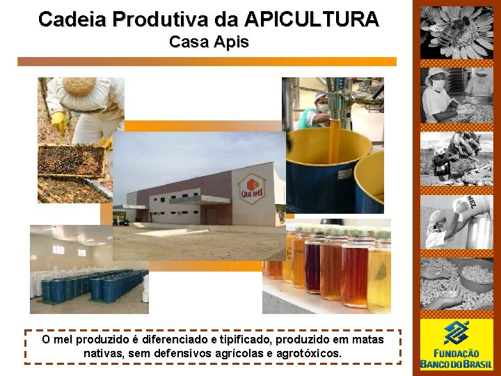 Cadeia Produtiva da APICULTURA Casa Apis O mel produzido é diferenciado e tipificado, produzido