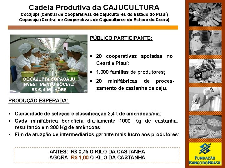 Cadeia Produtiva da CAJUCULTURA Cocajupi (Central de Cooperativas de Cajucultores do Estado do Piauí)