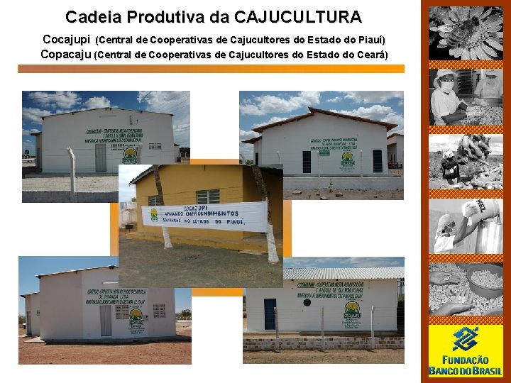 Cadeia Produtiva da CAJUCULTURA Cocajupi (Central de Cooperativas de Cajucultores do Estado do Piauí)